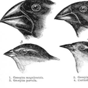 La teoría de Charles Darwin