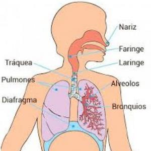El Sistema Respiratorio