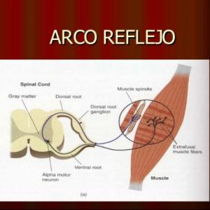 ARCO REFLEJO