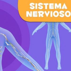 SISTEMA NERVIOSO 