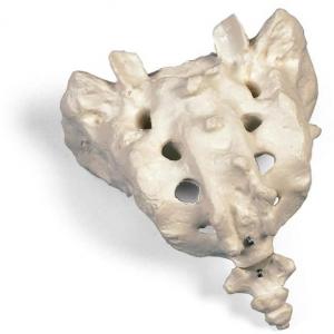 Vertebras