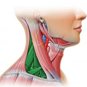 Trivia anatomia