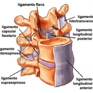 Ligamentos de la C.V.