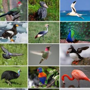 AVES