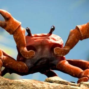 King  Crab
