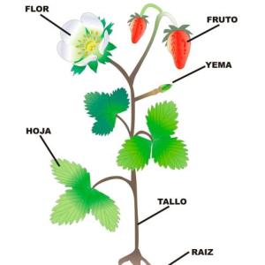 Las Plantas