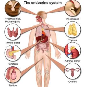 Glándulas Endocrinas