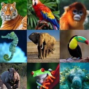 Los animales juguetones