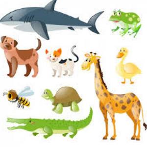 ANIMALES DOMÉSTICOS Y SALVAJES