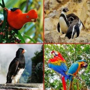 Los Animales vertebrados