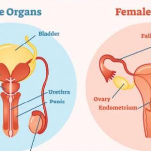 Reproductive systems vocabulary