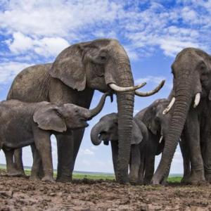 Imagen de portada del videojuego educativo: EL ELEFANTE Y LA HORMIGA, de la temática Ocio