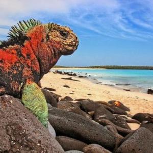 Illegal fishing in the Galapagos island