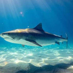 where have all the fish gone ?