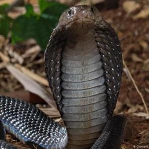 The Snake Chaser