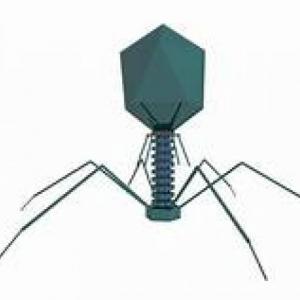 ¿virus?