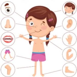 Memory partes del cuerpo