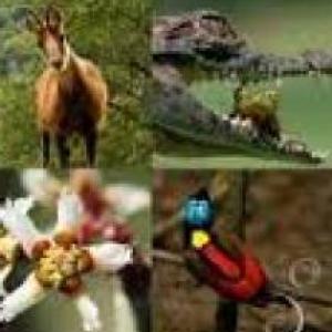 animales peligroso