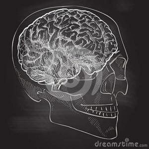 Bloqueadores de la placa neuromuscular.