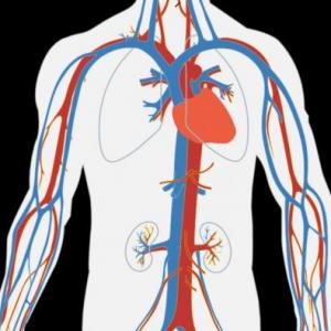 Imagen de portada del videojuego educativo: Sistema circulatorio, de la temática Ciencias