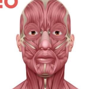 Músculos de la cabeza y cuello