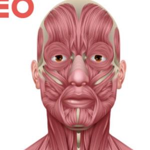 Músculos de la cabeza y cuello
