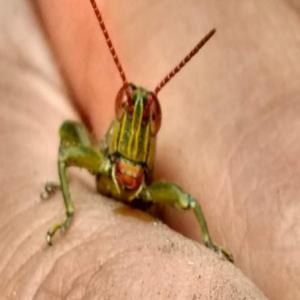 ARTRÓPODOS E INSECTOS