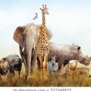 ANIMALS
