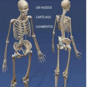 PARTES DEL SISTEMA OSEO