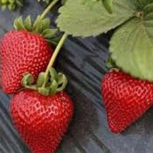 ¿QUE SABEMOS DE LAS FRUTILLAS?