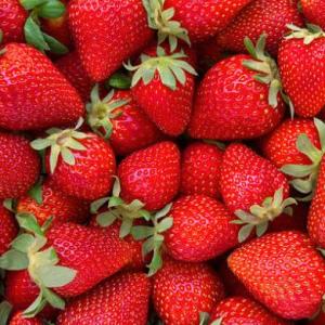 ¿QUÉ SABEMOS DE LAS FRUTILLAS?