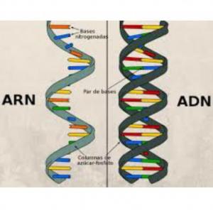 ADN  y ARN