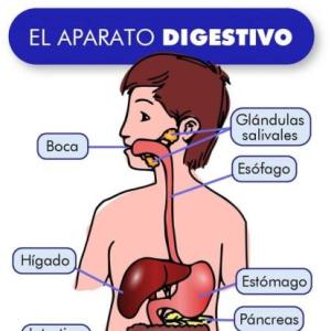 Sistema Digestivo 