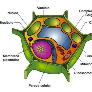 Juego y aprendo con la Célula