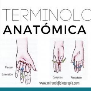 Terminología anatómica