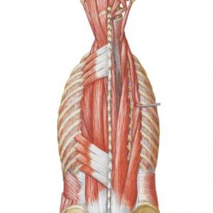 Irrigacion de los musculos dorsales del plano intermedio