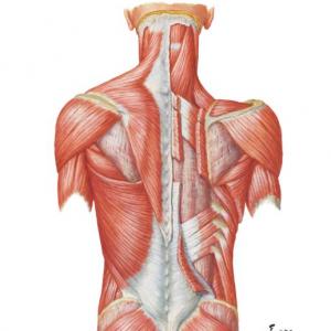 Inervacion de los musculos del plano superficial