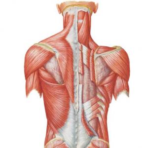 Inervacion de los musculos plano profundo