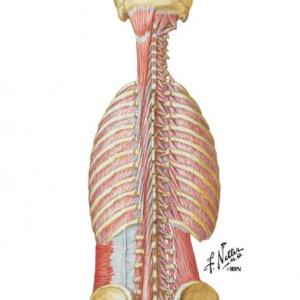 Inervacion de los musculos del plano intermedio