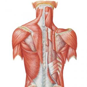 Musculos del dorso: plano superficial