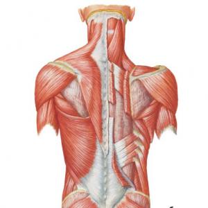 Irrigacion de los musculos dorsales del plano superficial