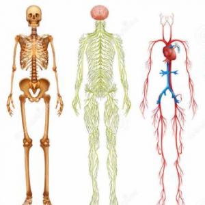 APARATOS Y SISTEMAS DEL CUERPO HUMANO