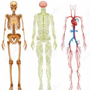 APARATOS Y SISTEMAS DEL CUERPO HUMANO