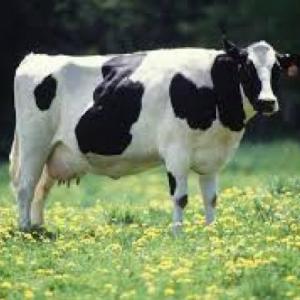 Animales de granja