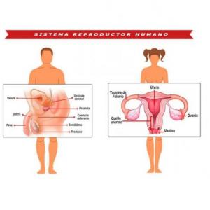Aparatos reproductores del ser humano