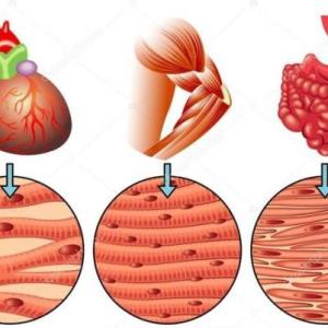 TEJIDO MUSCULAR: PARTES