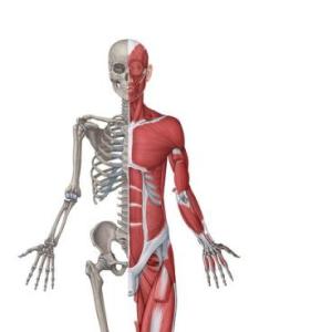 Imagen de portada del videojuego educativo: Repaso de ciencias: sistema muscular y sistema óseo, de la temática Ciencias
