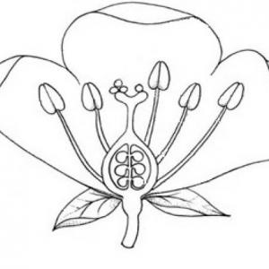 Parts of the flower