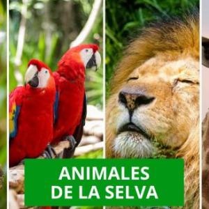 APRENDEMOS DE LOS ANIMALES DE LA SELVA