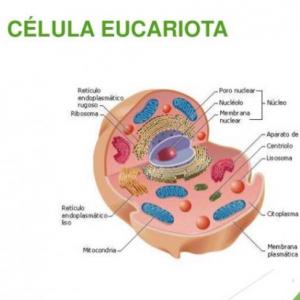 celula eucariota